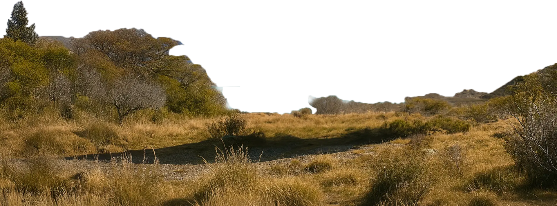 Tasman